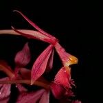 Epidendrum baumannianum 果