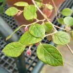 Loropetalum chinense Leaf