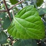 Ageratina adenophora Levél