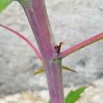 Hibiscus coccineus বাকল