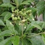 Solanum umbellatum Gyümölcs