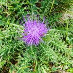 Cirsium acaulon 樹皮