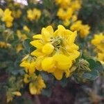 Coronilla valentina Blüte