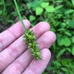 Carex stipata പുഷ്പം