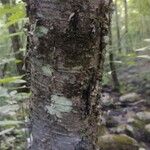 Betula alleghaniensis Bark