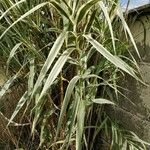 Arundo donax পাতা