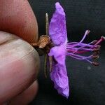 Rhododendron nivale Flower