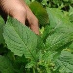Crassocephalum crepidioides Blatt