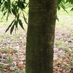 Quercus myrsinifolia Bark