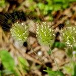 Cynosurus echinatus Blüte