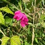 Lathyrus tuberosusFlower