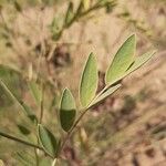 Senna alexandrina Hoja