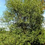 Salix lucida عادت