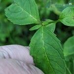 Chelone glabra Blad