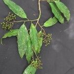 Ardisia compressa Other