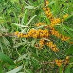 Hippophae rhamnoides Fruchs