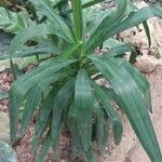 Dracaena angustifolia برگ