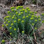 Euphorbia seguieriana موطن