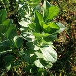 Vicia faba Hoja