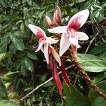 Duparquetia orchidacea Flor