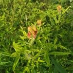 Crotalaria goreensis Blomst