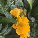 Senna occidentalis Květ