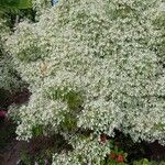 Euphorbia leucocephala Flor