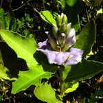 Acanthus ilicifolius 花