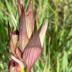 Serapias vomeracea Kwiat