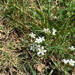 Cerastium alpinumKvět