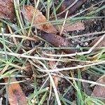 Festuca rubra Blad