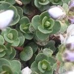 Veronica repens Leaf