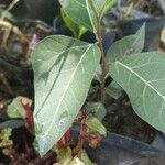Ficus racemosa 葉
