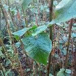 Chenopodium giganteum Blatt