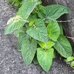 Salvia verticillata Leaf