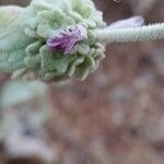 Pseudodictamnus mediterraneus Flower