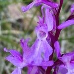 Orchis olbiensis Blomst