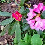 Rhododendron ferrugineum Blatt