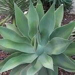 Agave attenuata পাতা