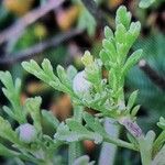 Anthemis maritima Blatt