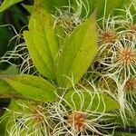 Clematis virginiana Leaf