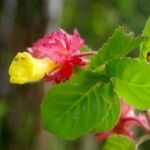 Crantzia cristata Λουλούδι
