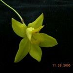 Spathoglottis ixioides Кветка