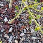 Ceanothus ‘Concha’Deilen