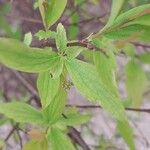 Spiraea cantoniensis Blatt