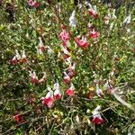 Salvia microphyllaFlower