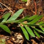 Tmesipteris sigmatifolia 葉