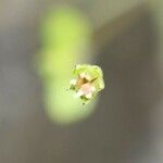 Stellaria pallida Fruit