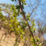 Vachellia hebeclada Лист