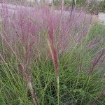 Muhlenbergia capillaris Лист